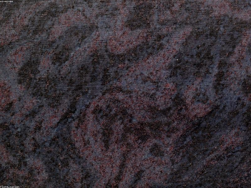Paradiso Granite 3